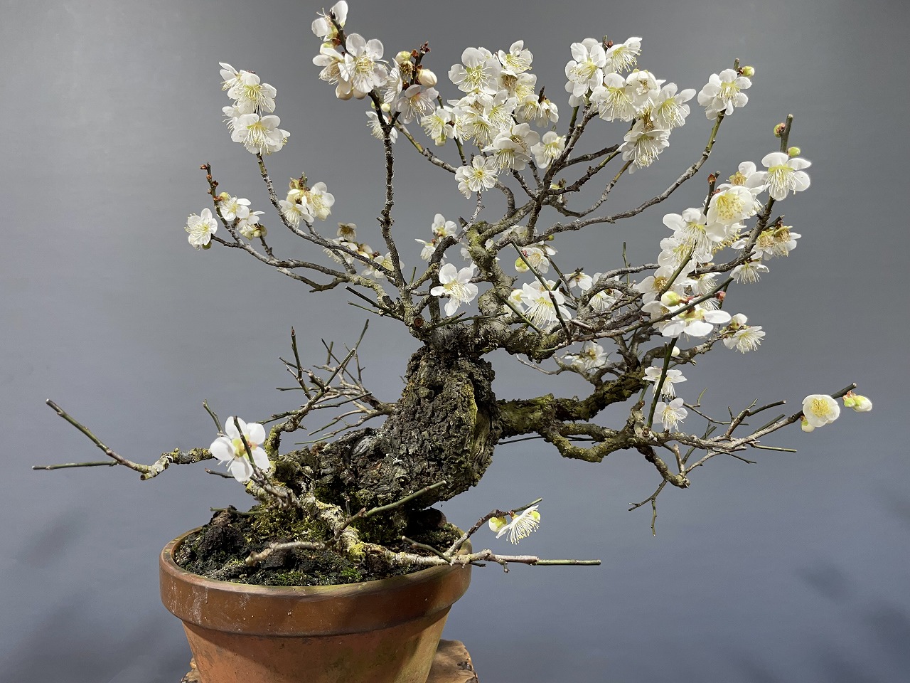 盆栽 花芽付き！一重野梅（白花・一重咲き）(太幹）【現品】（3301 