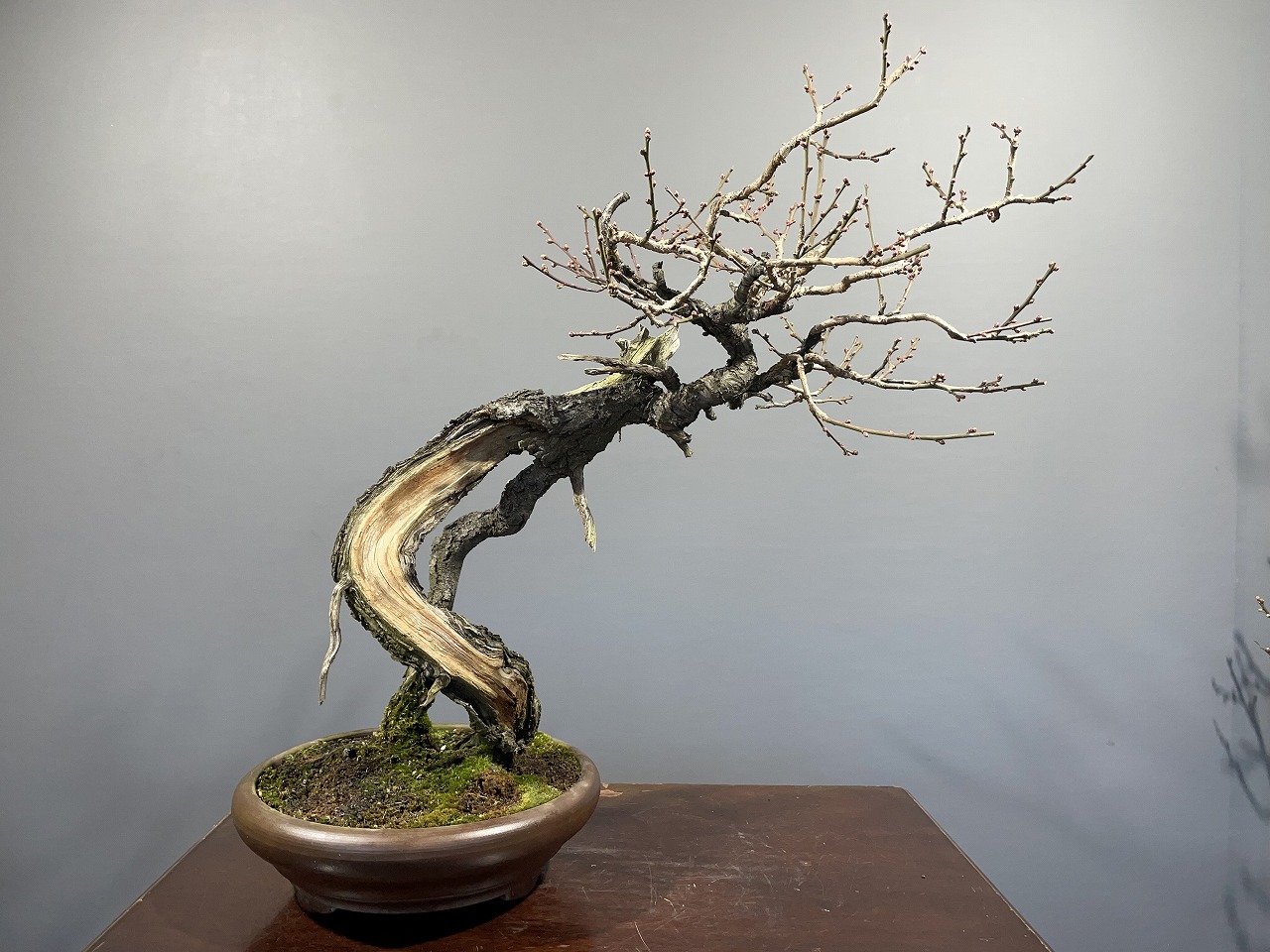 甲州野梅 ※希少品種ピンク花 花芽あり！！ [赤富士園]