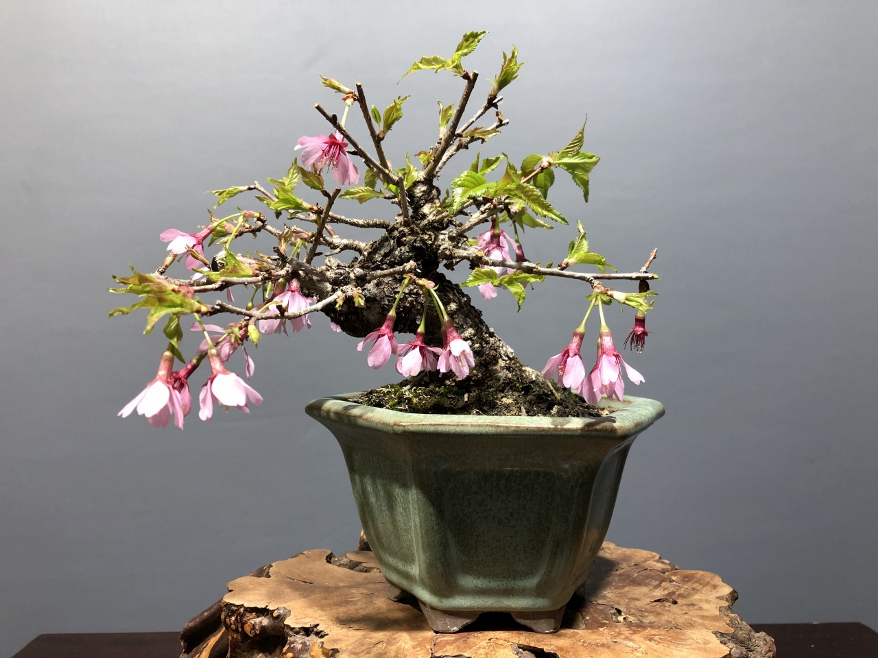 濃色富士桜 ※このサイズは魅力です！！ [赤富士園]