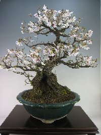 富士桜