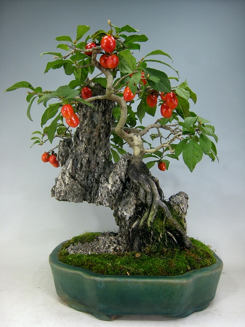 ローヤ柿（石付き） [赤富士園]