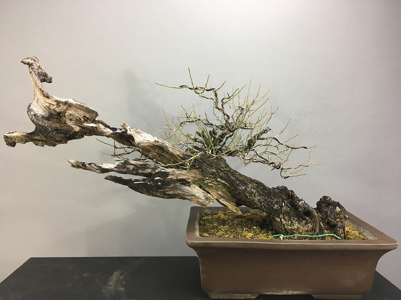 甲州野梅　山木　超極太幹　白一重 甲州野梅 山木 超極太幹 白一重