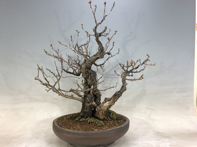 甲州野梅（ピンク花）※花芽あります。 [赤富士園]