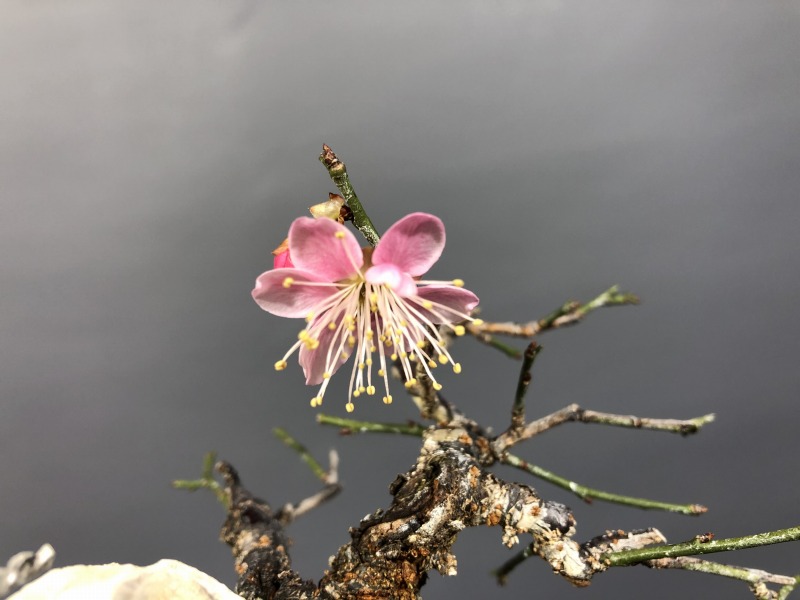 甲州野梅　山木　超極太幹　薄いピンク花 甲州野梅 山木 超極太幹 薄いピンク花 甲州野梅 ピンク 甲州野