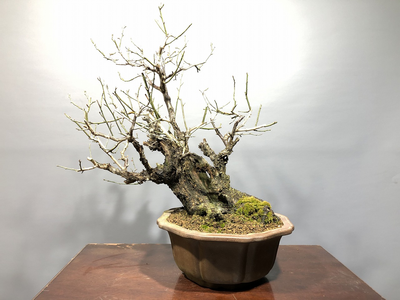 甲州野梅　白一重　極太幹 甲州野梅 白一重 極太幹 【楽天市場】花梅 盆栽の通販 甲州野梅 白一重