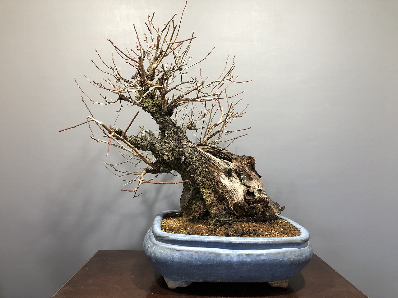 すたま園 甲州野梅 白 樹高29cm