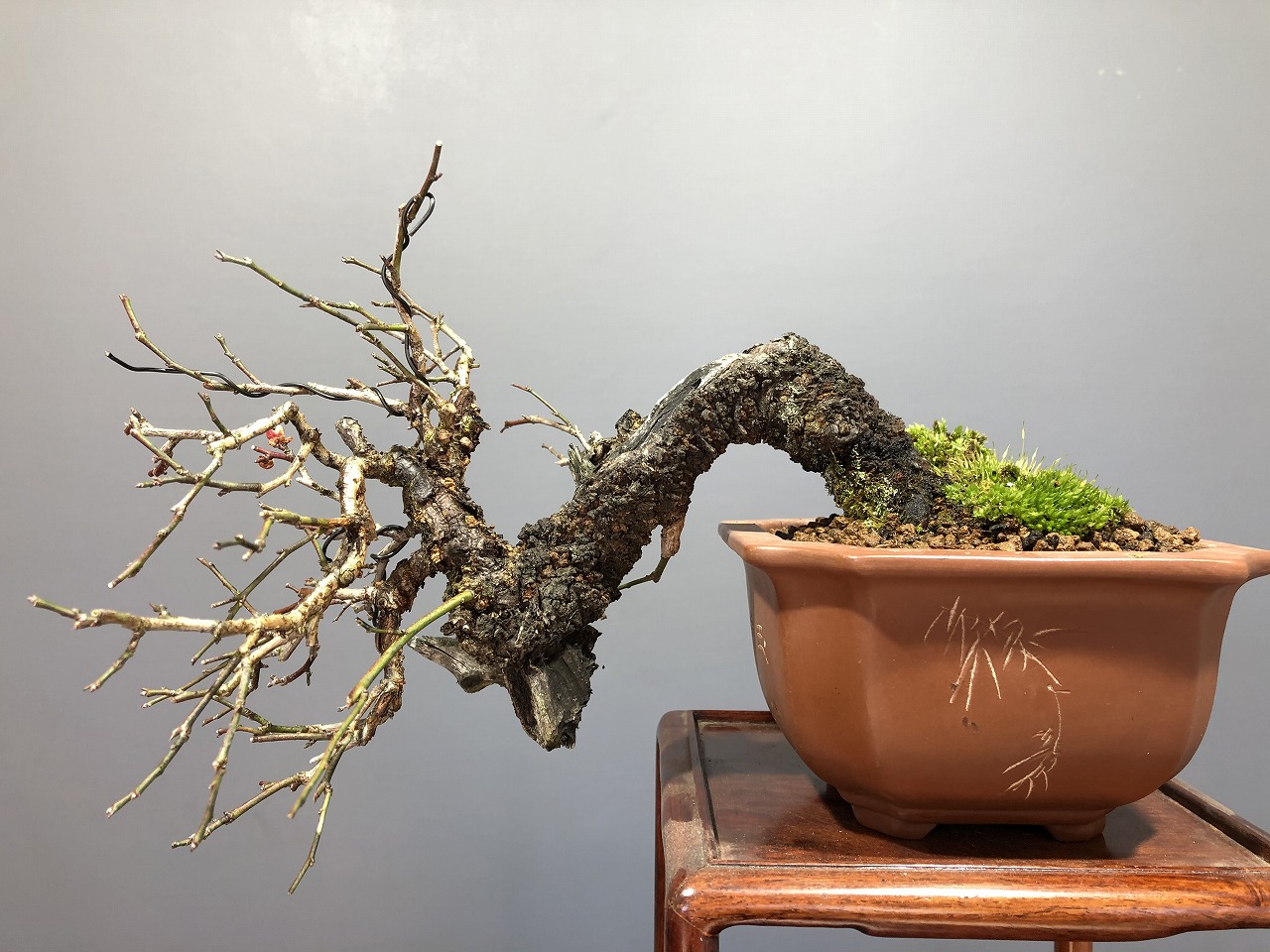 甲州野梅 ※小品懸崖樹形 花芽あります。！！ [赤富士園]