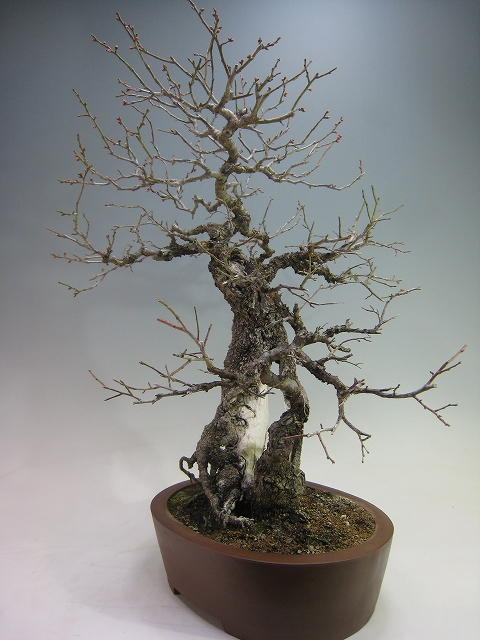 【専用　最強学習マシーン】甲州野梅　盆栽　古い 甲州野梅（山採り） [赤富士園]