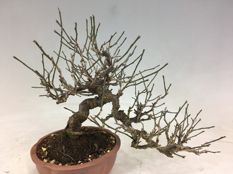 甲州野梅（赤花） [赤富士園]