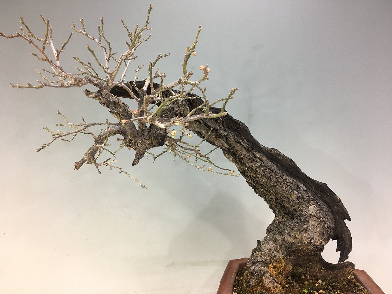 甲州野梅 ※花芽あります。 [赤富士園]