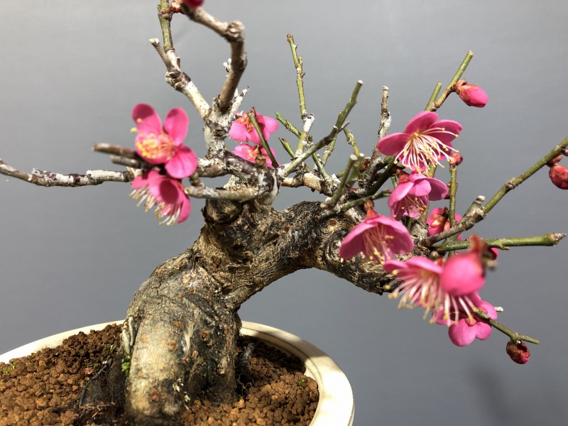 甲州野梅 ※赤花 開花しました。 [赤富士園]