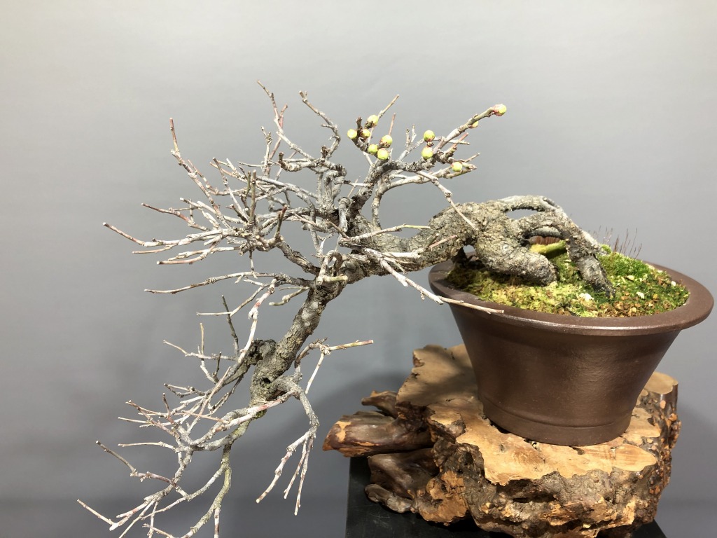 甲州野梅　山木　超極太幹　白一重 甲州野梅 山木 超極太幹 白一重 Yahoo!オークション - 甲州野梅