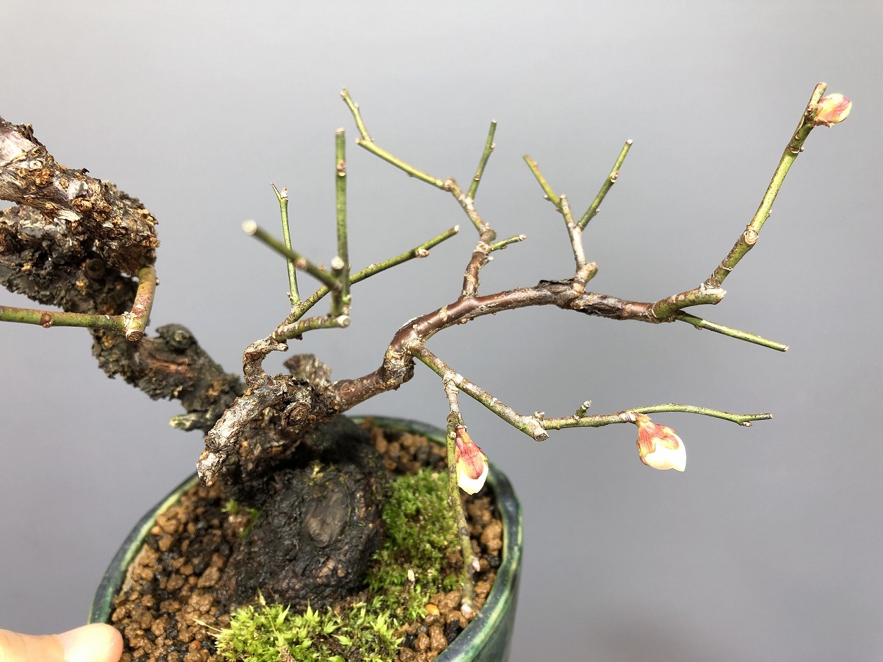 甲州野梅 ※小品 もうすぐ開花！！ [赤富士園]
