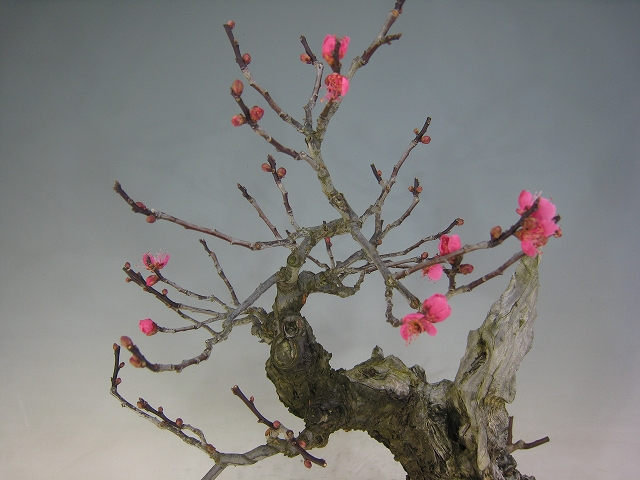 甲州野梅（赤花） [赤富士園]