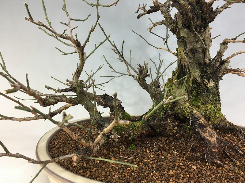 甲州野梅 ピンク 甲州野梅 山木 超極太幹 薄いピンク花 甲州野