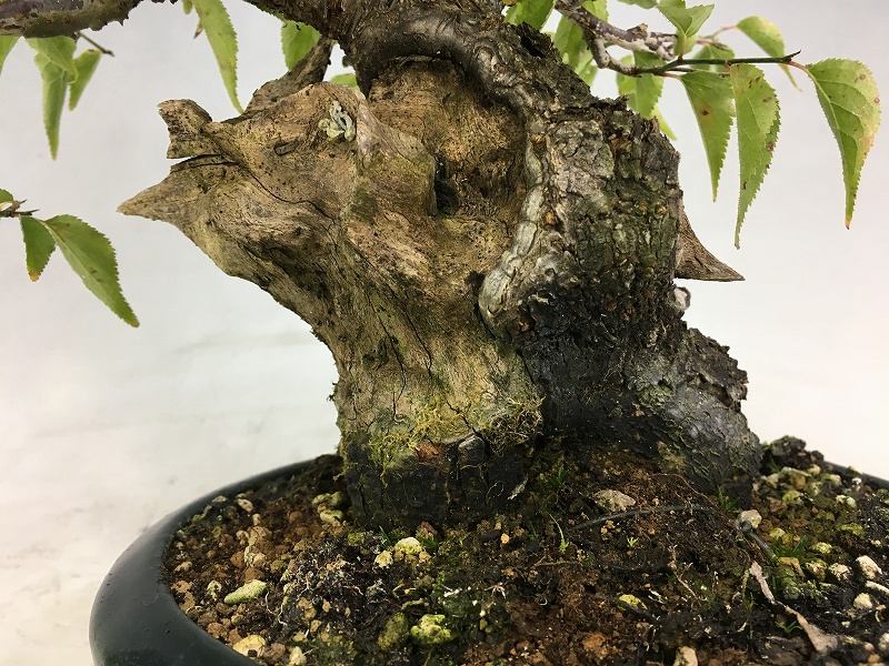 甲州野梅 ※花芽無し（昨年は1輪咲きました） [赤富士園]