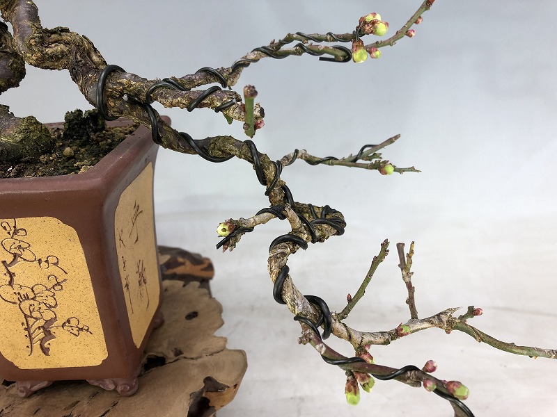 甲州野梅（懸崖）※花芽あります。 [赤富士園]