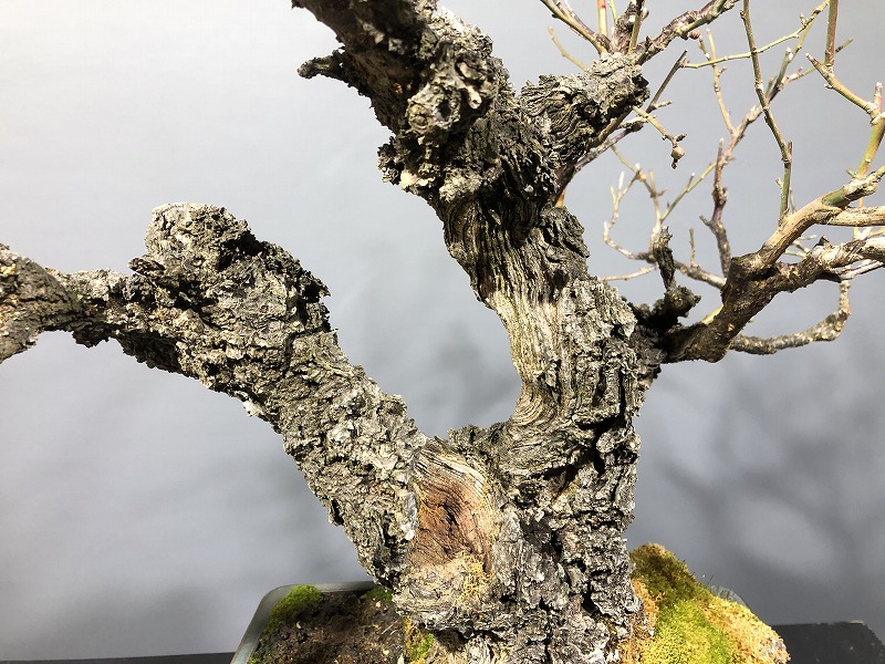 甲州野梅 ※古木 花芽あります。 [赤富士園]