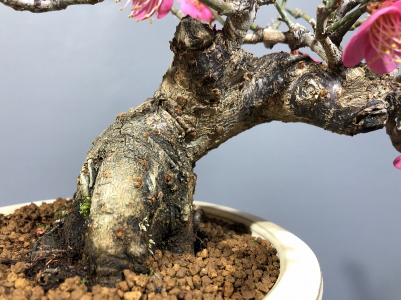 甲州野梅 ※赤花 開花しました。 [赤富士園]