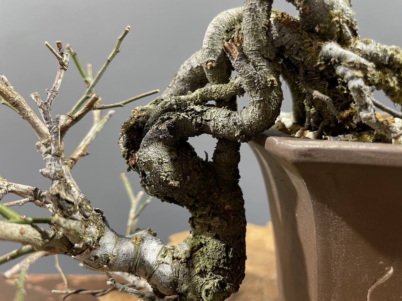 甲州野梅 ※懸崖樹形 実生！！ [赤富士園]