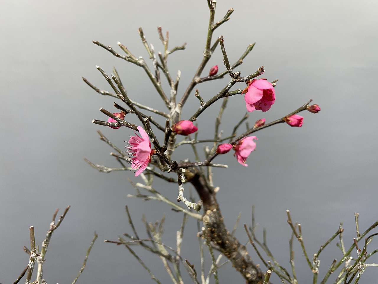 甲州野梅（赤花）※開花しました!! [赤富士園]