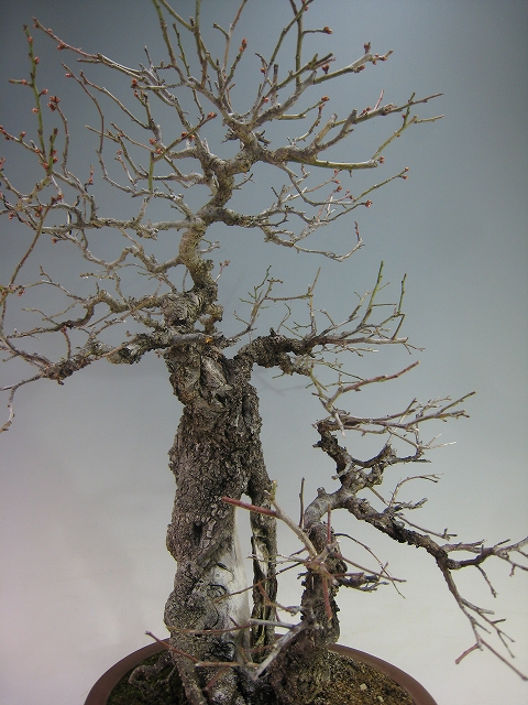 甲州野梅（山採り） [赤富士園]