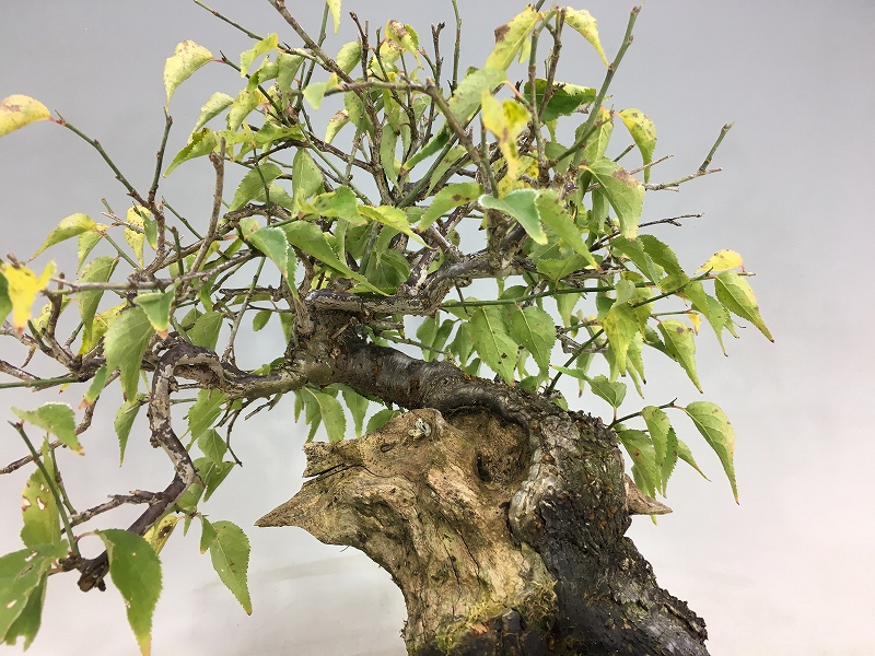 甲州野梅 ※花芽無し（昨年は1輪咲きました） [赤富士園]