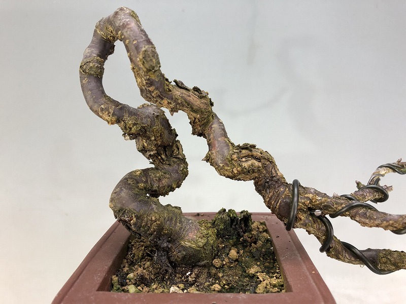 甲州野梅 山木 超極太幹 白一重 甲州野梅（懸崖）※花芽あります。 [