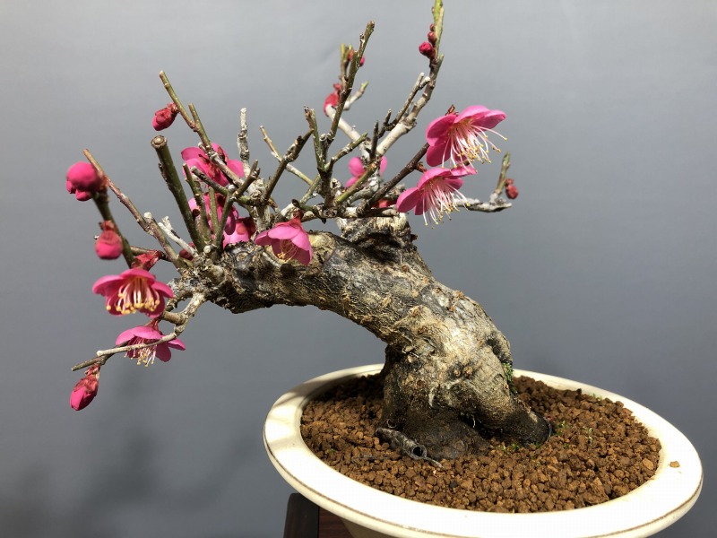 甲州野梅 ※赤花 開花しました。 [赤富士園]