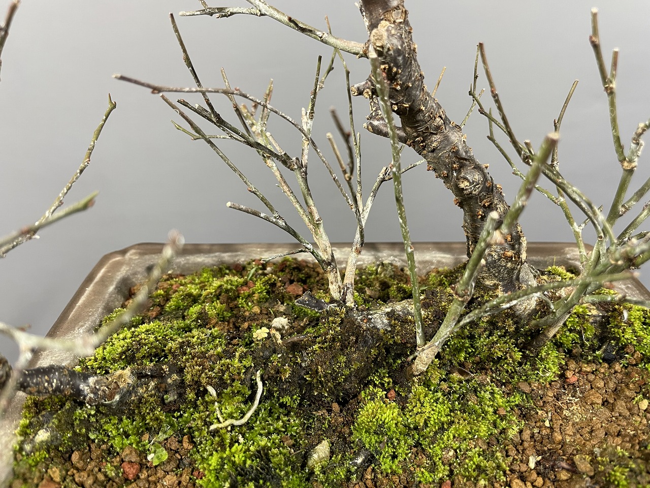 甲州野梅（赤花）※開花しました!! [赤富士園]