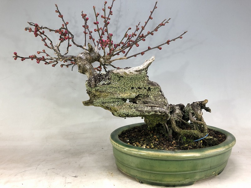 梅　盆栽　古木❗ 緋梅 ※古木 開花しました [赤富士園]