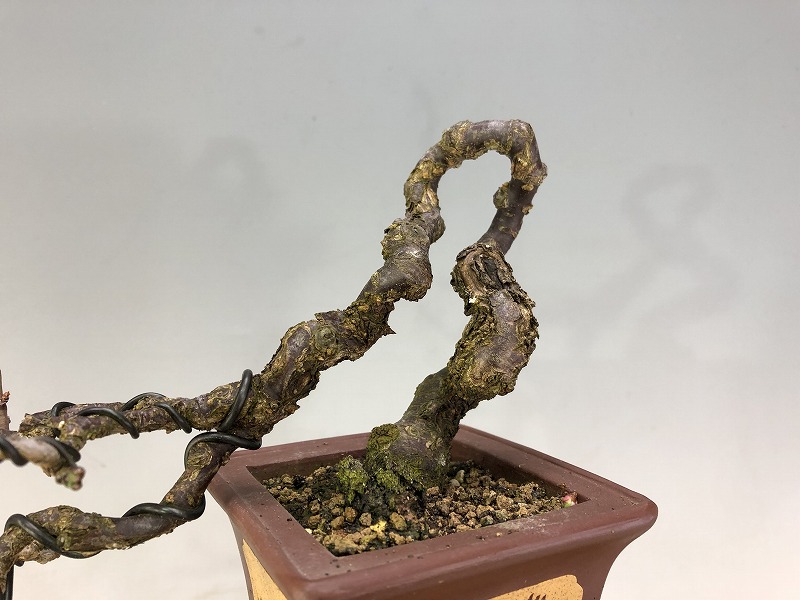 甲州野梅（懸崖）※花芽あります。 [赤富士園]