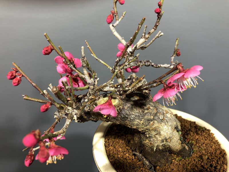 甲州野梅　ピンク 盆栽富士 甲州野梅 ピンク花 甲州野梅 ピンク