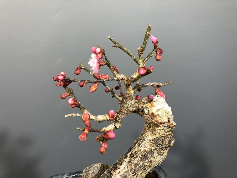 工芸盆栽 梅（赤・白）約60cm 工芸盆栽 梅（赤・白）約60cm