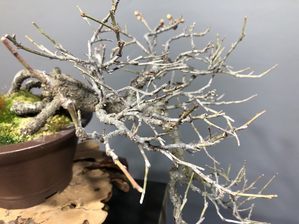 甲州野梅 ※懸崖 花芽あります！！ [赤富士園]