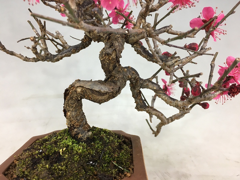 ピンク【甲州野梅】盆栽 素材