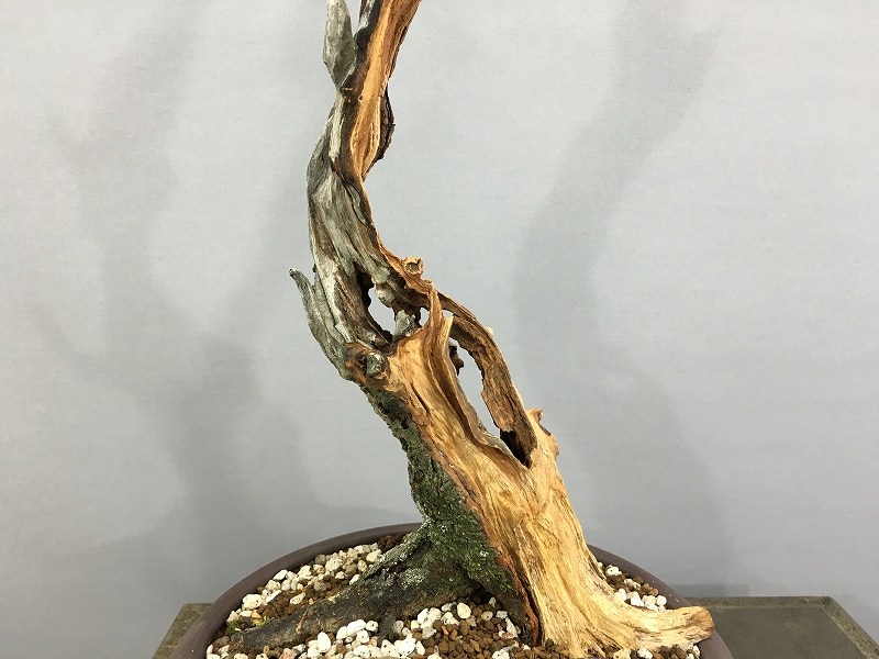 甲州野梅 ※文人木 [赤富士園]