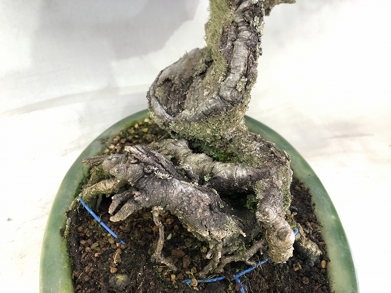 梅　盆栽　古木❗ 盆栽 長寿梅 赤花 古木-2 - メルカリ