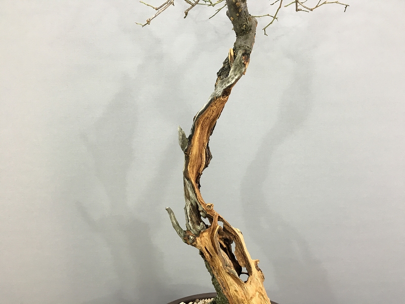 甲州野梅 ※文人木 [赤富士園]