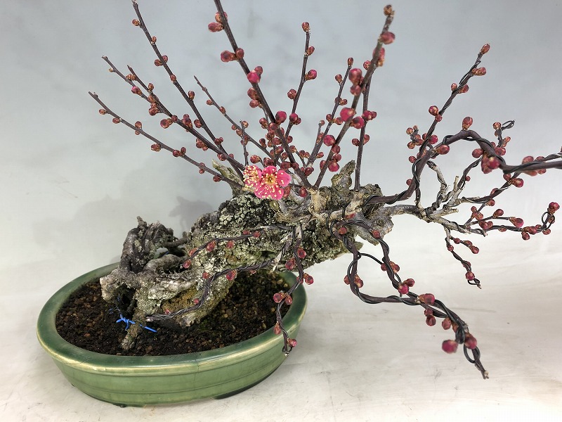 緋梅 ※古木 開花しました [赤富士園]