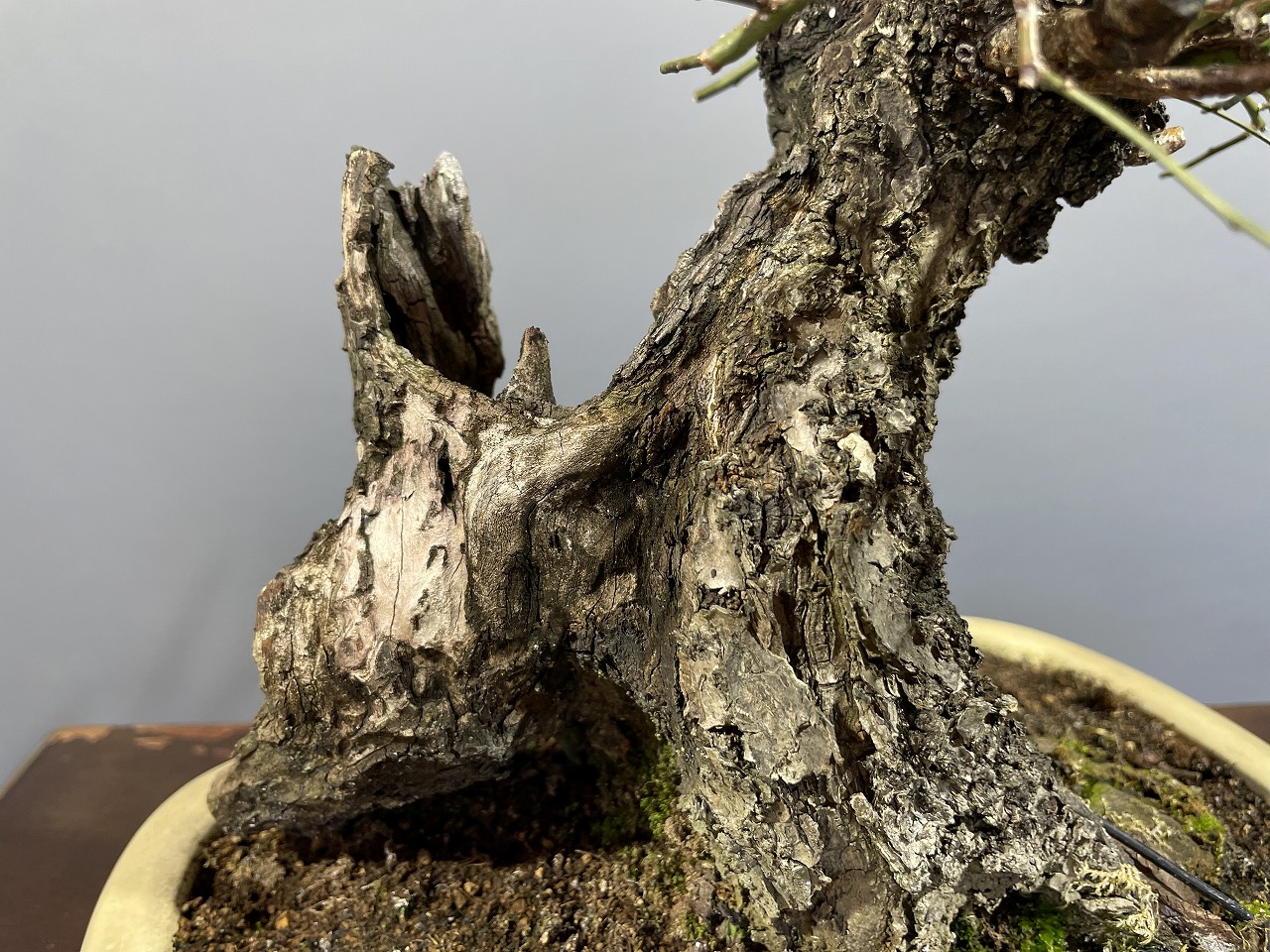 ☆梅盆栽☆極古・甲州野梅/シャリ洞太幹(197)