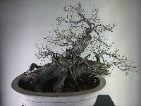 上品なブランド 甲州野梅 [赤富士園] 盆栽