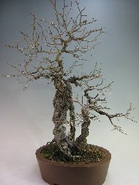 甲州野梅（山採り） [赤富士園]