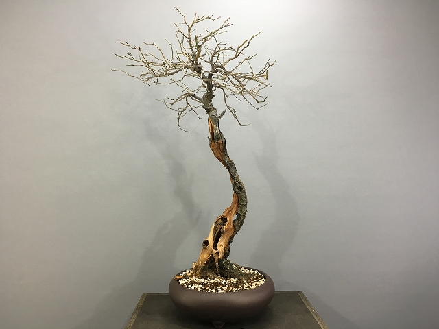 盆栽 黒松 文人木