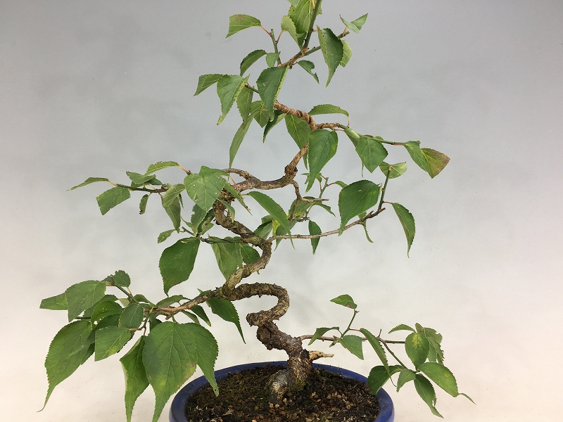 甲州野梅（ピンク花）花芽あり [赤富士園]