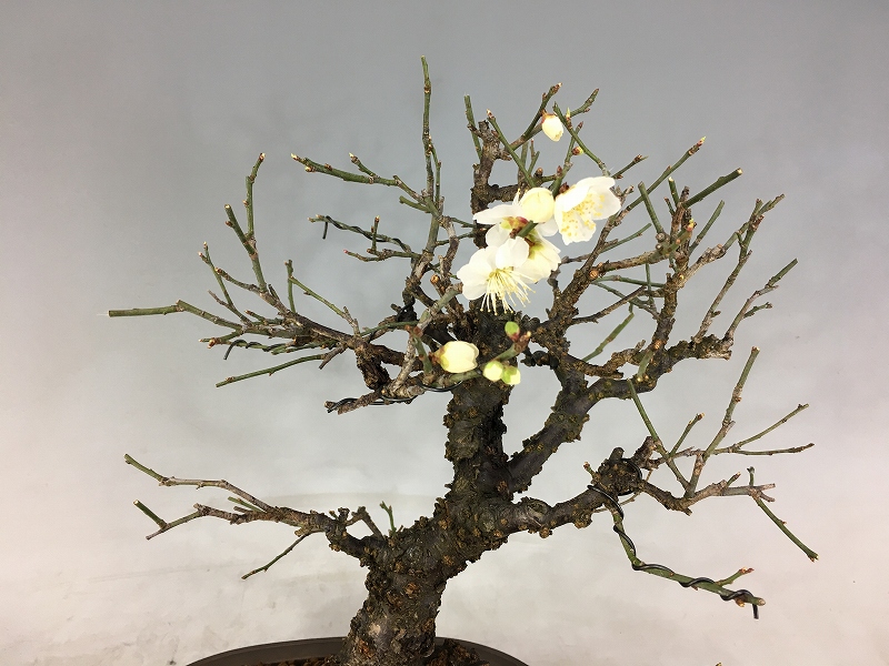 甲州野梅 ※実生 2/26画像です [赤富士園]