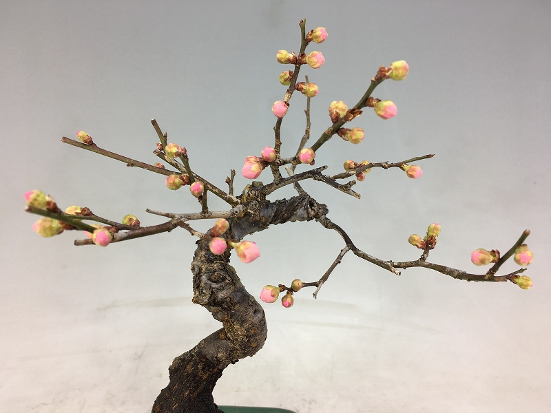 甲州野梅 ピンク花 ※2/28画像です [赤富士園]