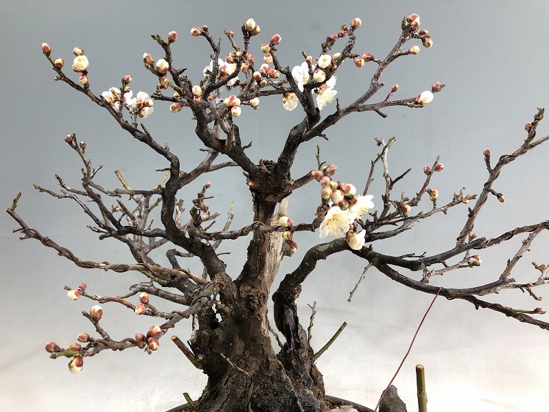 甲州野梅 ※開花しました。 [赤富士園]