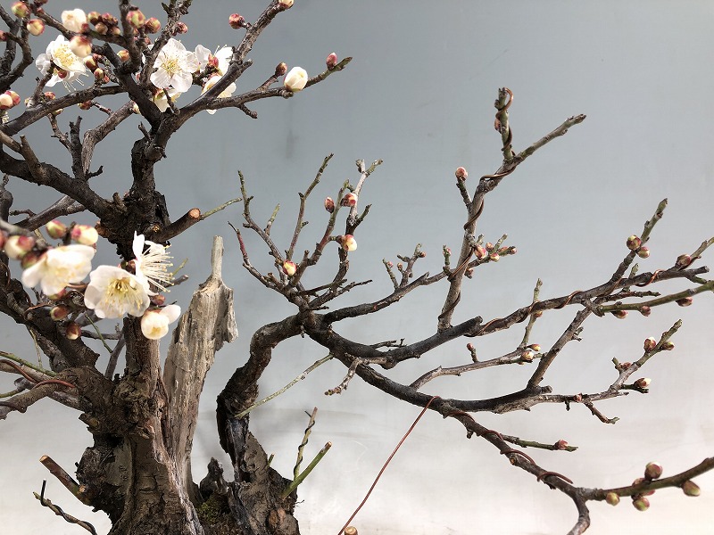 甲州野梅 ※開花しました。 [赤富士園]
