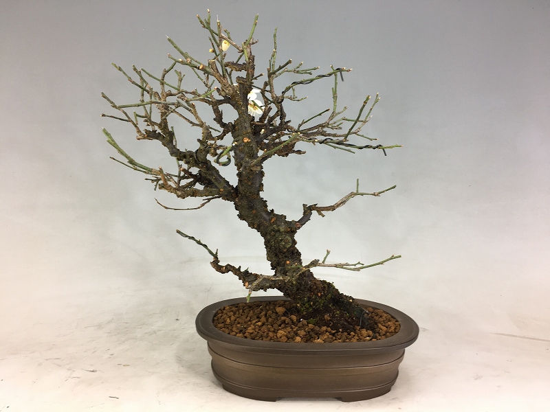 甲州野梅 ※実生 2/26画像です [赤富士園]